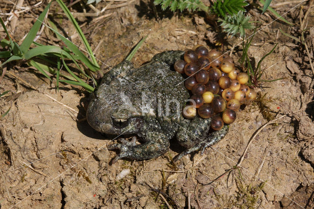 Vroedmeesterpad (Alytes obstetricans)