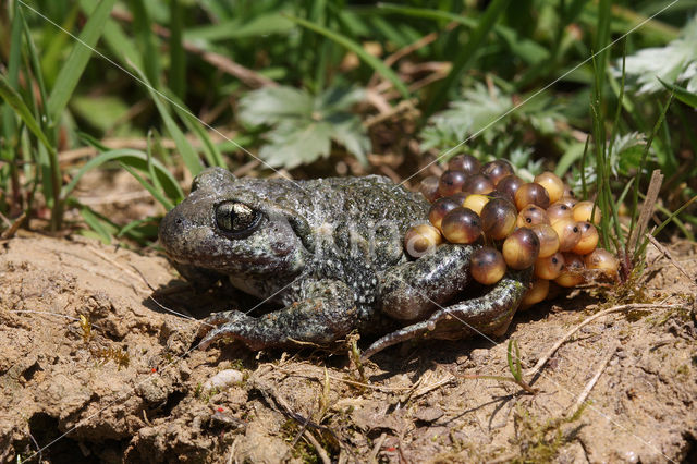 Midwife Toad (Alytes obstetricans)