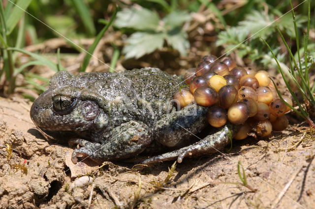 Midwife Toad (Alytes obstetricans)