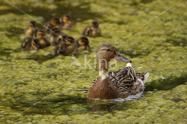 Mallard