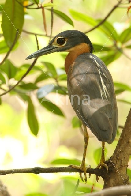 White-backed night heron (Gorsachius leuconotus)