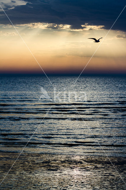 Herring Gull (Larus argentatus)