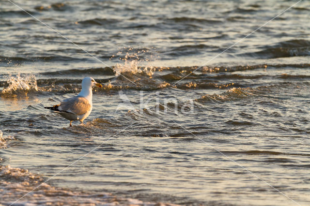 Zilvermeeuw (Larus argentatus)