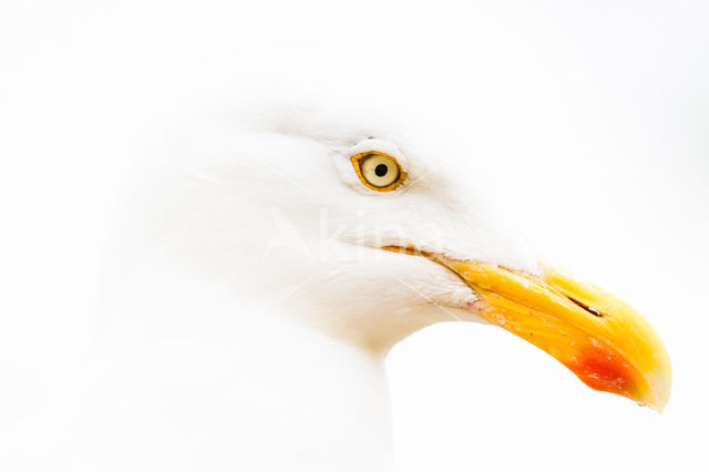 Herring Gull (Larus argentatus)