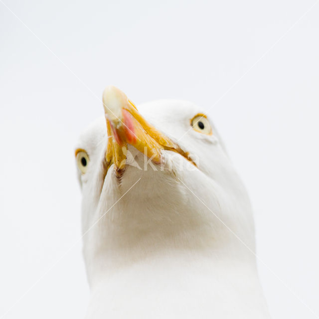 Zilvermeeuw (Larus argentatus)