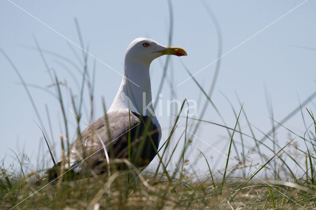 Zilvermeeuw (Larus argentatus)