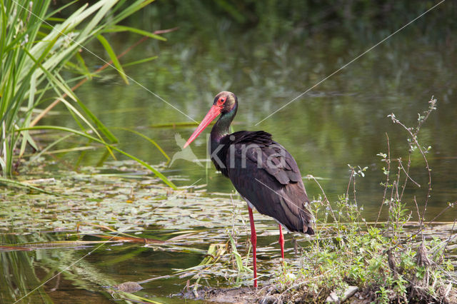 Zwarte Ooievaar (Ciconia nigra)