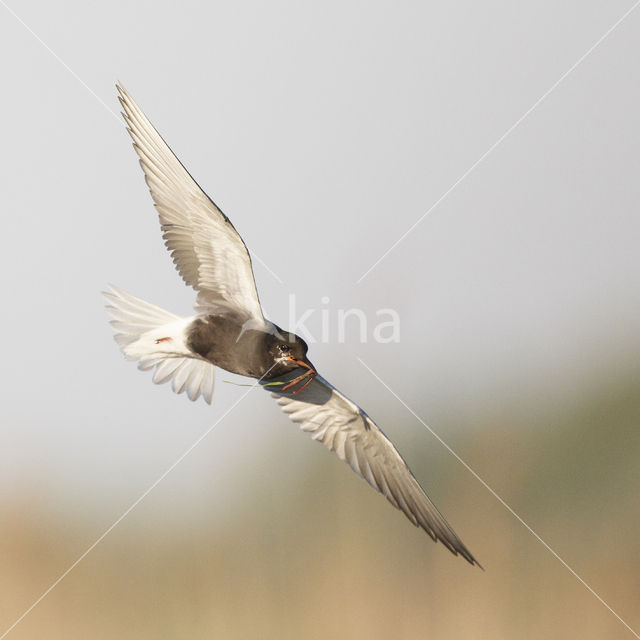 Black Tern (Chlidonias niger)