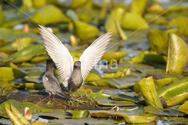 Black Tern (Chlidonias niger)