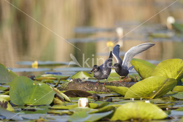 Zwarte Stern (Chlidonias niger)