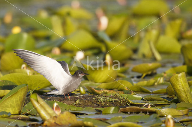 Black Tern (Chlidonias niger)