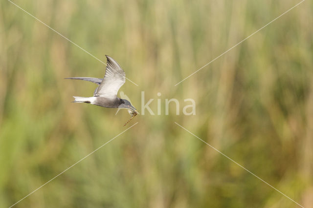 Black Tern (Chlidonias niger)