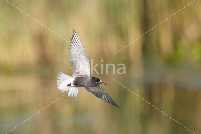 Black Tern (Chlidonias niger)