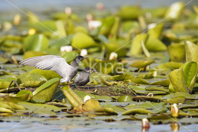 Black Tern (Chlidonias niger)