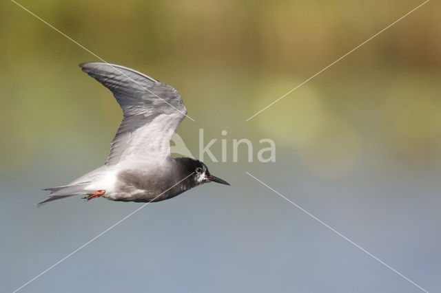 Zwarte Stern (Chlidonias niger)