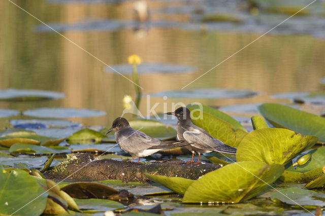 Zwarte Stern (Chlidonias niger)