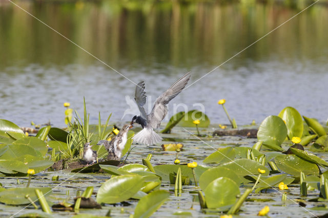 Zwarte Stern (Chlidonias niger)