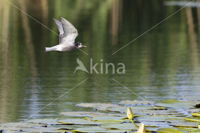 Zwarte Stern (Chlidonias niger)