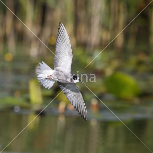 Zwarte Stern (Chlidonias niger)