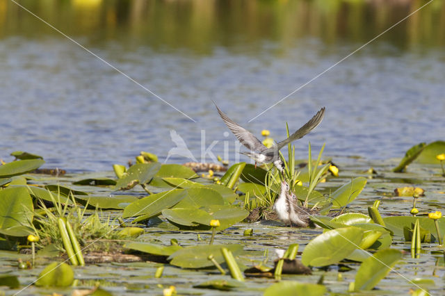 Zwarte Stern (Chlidonias niger)