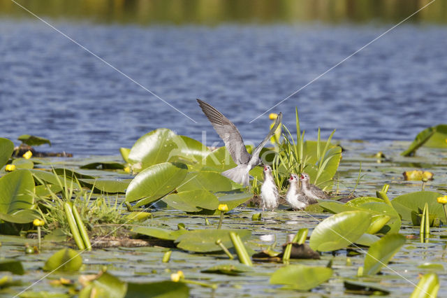 Zwarte Stern (Chlidonias niger)