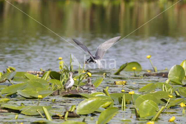 Black Tern (Chlidonias niger)