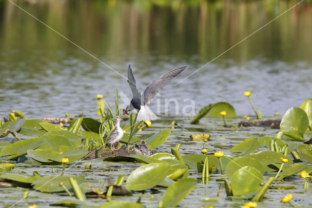 Black Tern (Chlidonias niger)