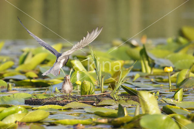 Black Tern (Chlidonias niger)