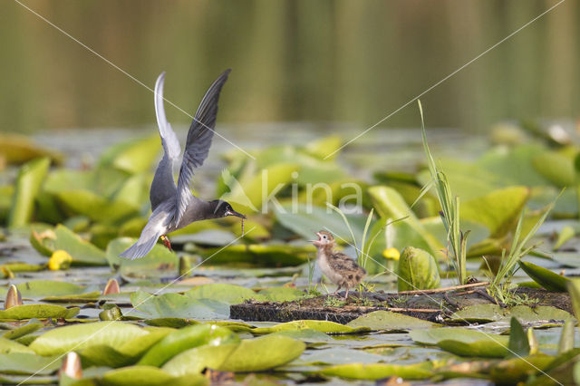 Zwarte Stern (Chlidonias niger)