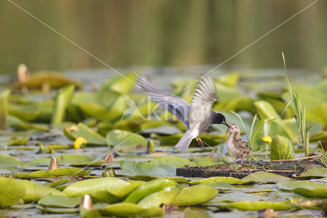 Zwarte Stern (Chlidonias niger)