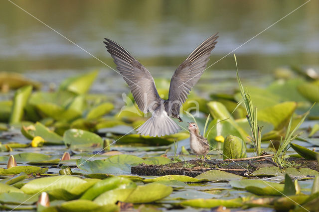 Black Tern (Chlidonias niger)