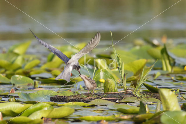 Zwarte Stern (Chlidonias niger)