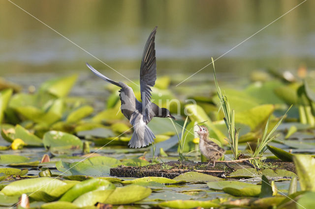 Zwarte Stern (Chlidonias niger)