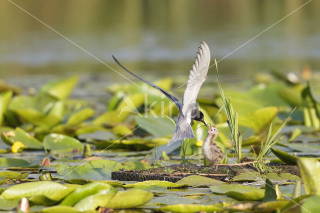 Zwarte Stern (Chlidonias niger)