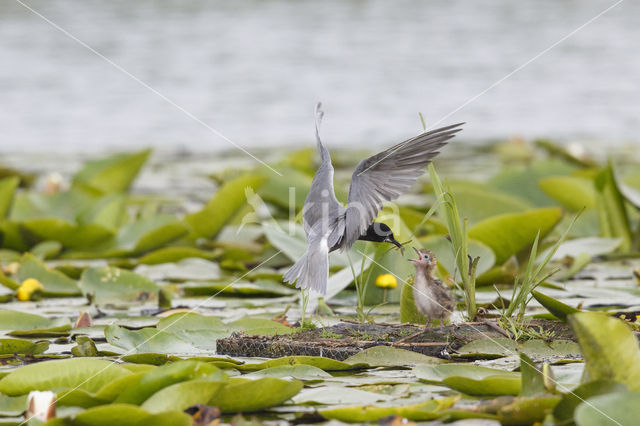 Zwarte Stern (Chlidonias niger)