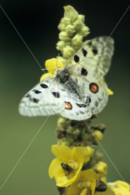 Apollovlinder (Parnassius apollo)