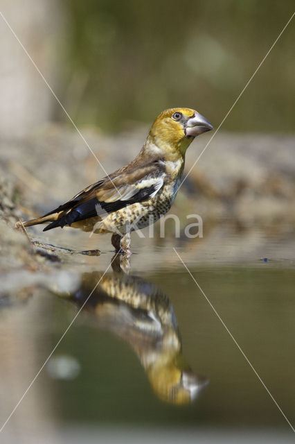 Appelvink (Coccothraustes coccothraustes)