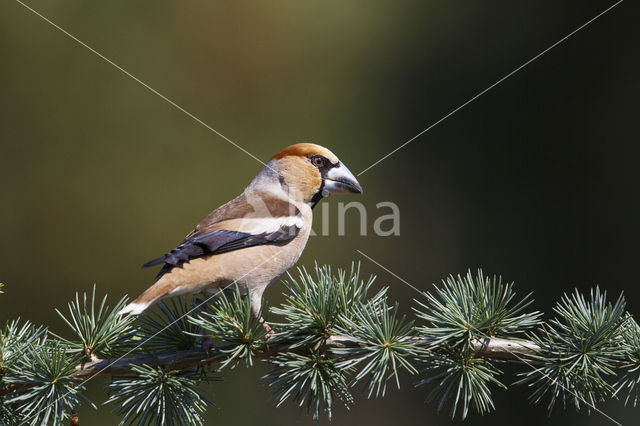 Appelvink (Coccothraustes coccothraustes)