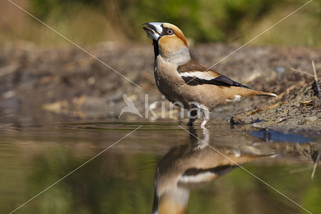 Appelvink (Coccothraustes coccothraustes)