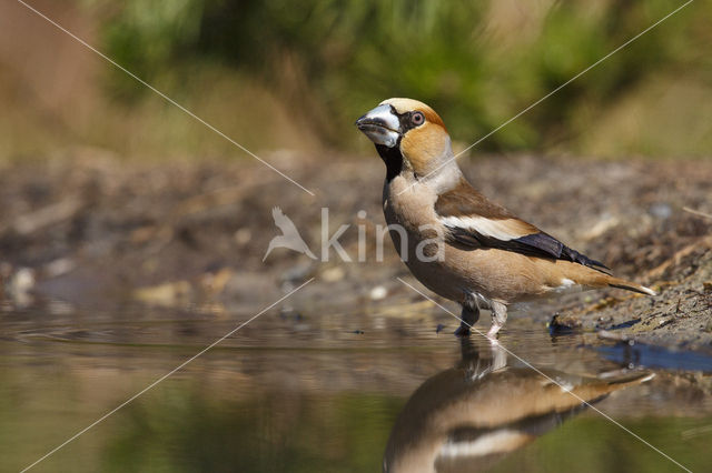 Appelvink (Coccothraustes coccothraustes)