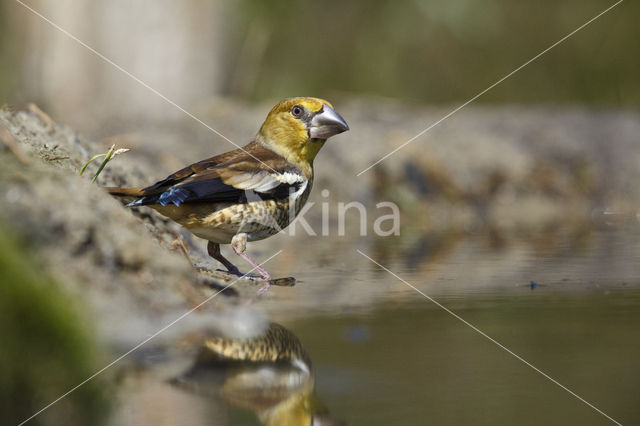 Appelvink (Coccothraustes coccothraustes)