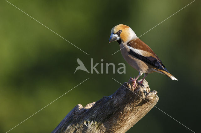 Appelvink (Coccothraustes coccothraustes)