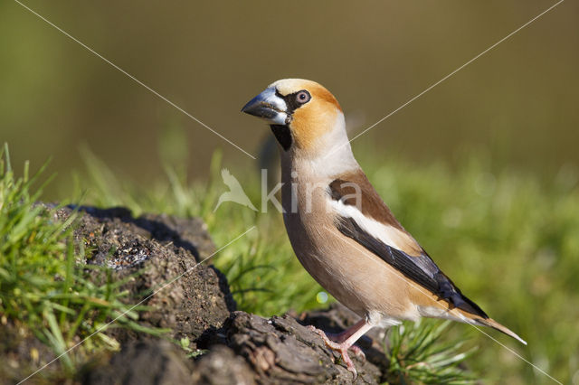 Appelvink (Coccothraustes coccothraustes)