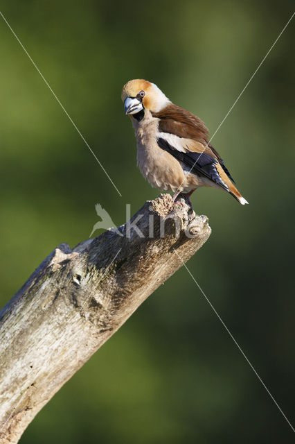 Appelvink (Coccothraustes coccothraustes)