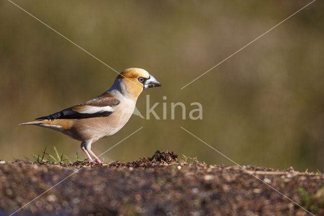 Appelvink (Coccothraustes coccothraustes)