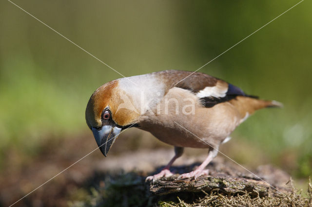 Appelvink (Coccothraustes coccothraustes)