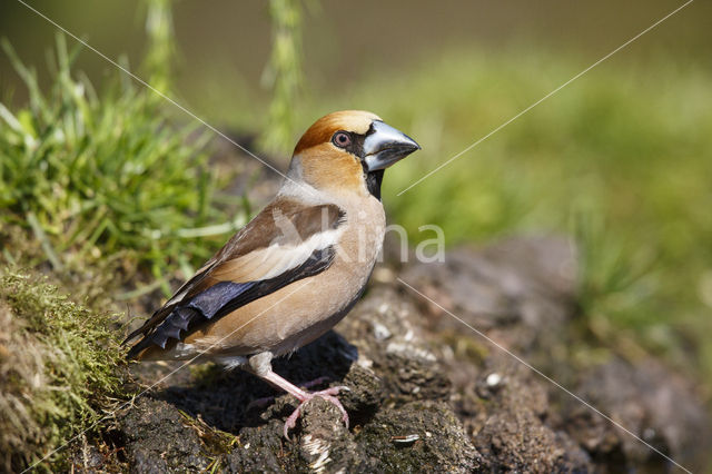 Appelvink (Coccothraustes coccothraustes)