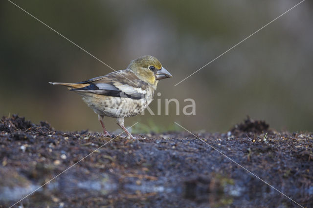 Appelvink (Coccothraustes coccothraustes)