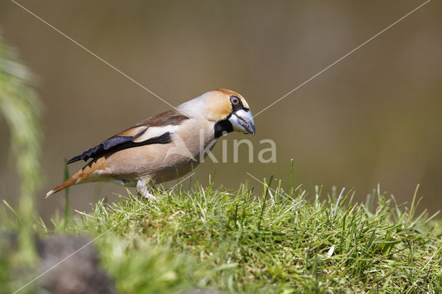 Appelvink (Coccothraustes coccothraustes)