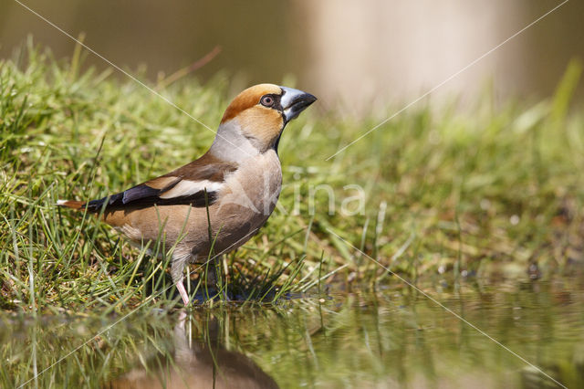 Appelvink (Coccothraustes coccothraustes)